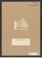 Triceratium lucidum Pant. (de-Toni-Nr.: Genus 140, Species 3941) Zeichnungen Sammlung Grunow Nr. 7422 (NHMW-BOT-W0376504)